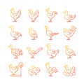 Farm birds for poultry gradient linear vector icons set Royalty Free Stock Photo
