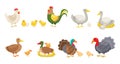 Farm birds. Rural poultry yard inhabitants, funny chicks and hen and rooster, breed ducks, geese and turkeys, nests and