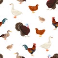 Farm birds seamless pattern. Vector illustration of turkey, goose, duck, quail, rooster and chicken  isolated on white background. Royalty Free Stock Photo