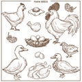 Farm birds with small nest made of brushwood, fresh eggs and cooked poultry.