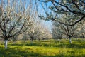 Farm - Blue plum orchard in full bloom in spring Royalty Free Stock Photo