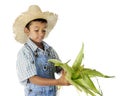 Farm Boy Husking