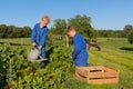 Farm Boys harvesting in vegetable garden