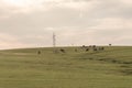 Farm and breeding area in the fields of the Pampa Biome in South America