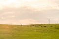 Farm and breeding area in the fields of the Pampa Biome in South America