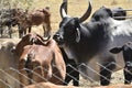 Farm breeding with cow calf bull ox in nature landscape Royalty Free Stock Photo