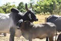 Farm breeding with cow calf bull ox in nature landscape Royalty Free Stock Photo