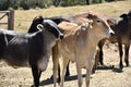 Farm breeding with cow calf bull ox in nature landscape Royalty Free Stock Photo