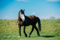 Farm Brown Horse Grazing In Meadow With Green Grass In Summer Day Royalty Free Stock Photo