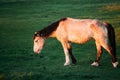 Farm Brown Horse Grazing In Meadow With Green Grass In Summer Day Royalty Free Stock Photo