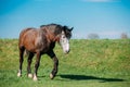 Farm Brown Horse Grazing In Meadow With Green Grass In Summer Day Royalty Free Stock Photo