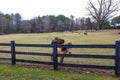 A farm with a brown llama and a brown small horse, geese and chickens grazing on green and yellow grass