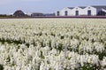 Farm buildings in Flowerfield