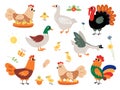 Farm cartoon birds set, walking funny chick and duck. Small chicken and ducklings, pretty hen turkey and goose. Rooster