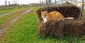 Farm Cat Royalty Free Stock Photo