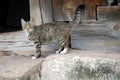 Farm cat