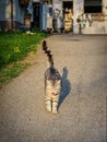 Farm cat licks her mouth after having some milk Royalty Free Stock Photo