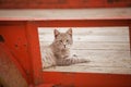Farm cat in trailer Royalty Free Stock Photo