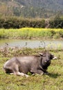 Farm cattle Royalty Free Stock Photo