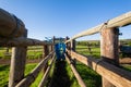 Farm Cattle Animal Corral Pen Royalty Free Stock Photo