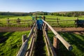 Farm Cattle Animal Corral Pen Royalty Free Stock Photo