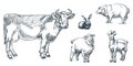 Farm cattle animals set, vector sketch illustration. Cow, sheep, pig, goat, rabbit icons