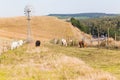 Farming Animals Road Highway Landscape