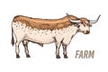 Farm cattle bull or cow. natural milk and meat. Different breeds of Farm domestic animal. Engraved hand drawn monochrome