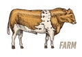 Farm cattle bull or cow. natural milk and meat. Different breeds of Farm domestic animal. Engraved hand drawn monochrome