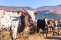 Farm Cattle Cows Herd Portrait Blue Sky Royalty Free Stock Photo