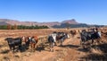 Farm Cattle Cows Dirt Road Mountains Blue Sky