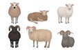 Farm Cattle with Hornes and Wooly Coat Vector Set