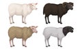 Farm Cattle with Hornes and Wooly Coat Vector Set