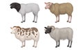 Farm Cattle with Hornes and Wooly Coat Vector Set