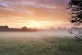 Farm, cereal crops and mist on field in morning, sunrise and wheat plant in sustainable environment. Countryside Royalty Free Stock Photo