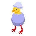 Farm chick icon isometric vector. Chicken bird