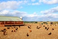 Chicken Farm Royalty Free Stock Photo