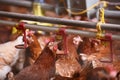 Farm chicken in a barn, drinking from waterer