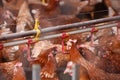 Farm chicken in a barn, drinking from waterer Royalty Free Stock Photo