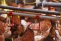 Farm chicken in a barn, drinking from waterer Royalty Free Stock Photo