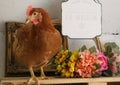 Farm Chicken in Coop, Flowers, Countryside Farm animal, Homestead, Homesteading, Farming.