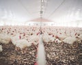 Farm, chicken factory and feed in barn or warehouse, agriculture and industrial meat farming or sustainability. Animals