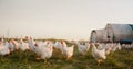 Farm, chicken and portrait of family with livestock in agriculture, sustainable and green field. Ecology, poultry and Royalty Free Stock Photo