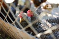 Farm chickens behind a metal fence. Farm animals and birds
