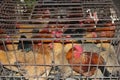 Farm chickens can transfer Sars, H7N9, H5N8 and H5N1 viruses into China, Asia, Europe and the USA