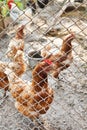 Farm chickens on poultry yard