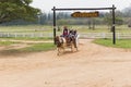 The `Farm Chokchai Camp ` Thailand, carriage ride around the farm