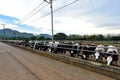 Stunning cow yard landscape in Chokchai Farm, Khao Yai, Thailand. Royalty Free Stock Photo