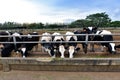 Stunning cow yard landscape in Chokchai Farm, Khao Yai, Thailand. Royalty Free Stock Photo