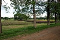 Beautiful stunning landscape in Chokchai Farm, Khao Yai, Thailand Royalty Free Stock Photo